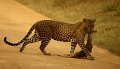 267 - leopard with kill - DEVINE BOB - great britain